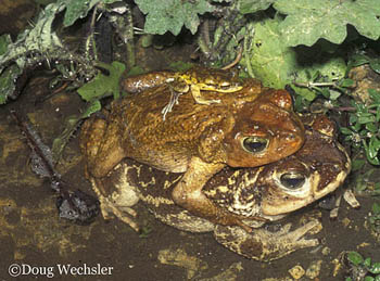 Common Cuban Toad w Cuban Treefrog k093-36.jpg - 60496 Bytes
